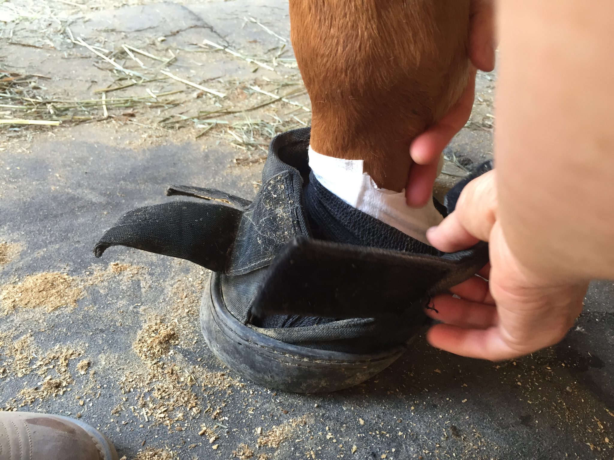 5 Horse Hoof Problems Caused By Mud and Rain