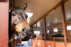 horse barn renovations