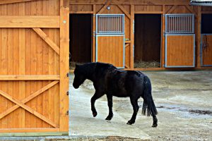 great horse barn