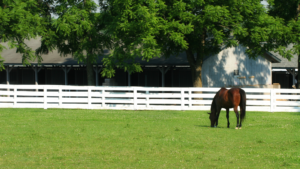 lime for horse stalls promote healthy horse environment, horse inside the barn eating grasses